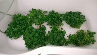 /album/fotogaleria-anubias-barteri-nanaaaa/anubias-barteri-nana-7-jpg1/